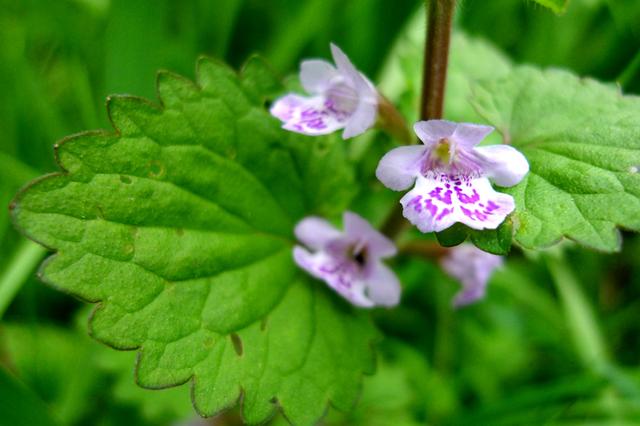 這種草，農(nóng)村小溪邊最常見(jiàn)！能消腫散瘀，治跌打損傷！你見(jiàn)過(guò)嗎？