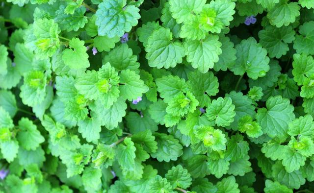 這種草，農(nóng)村小溪邊最常見(jiàn)！能消腫散瘀，治跌打損傷！你見(jiàn)過(guò)嗎？