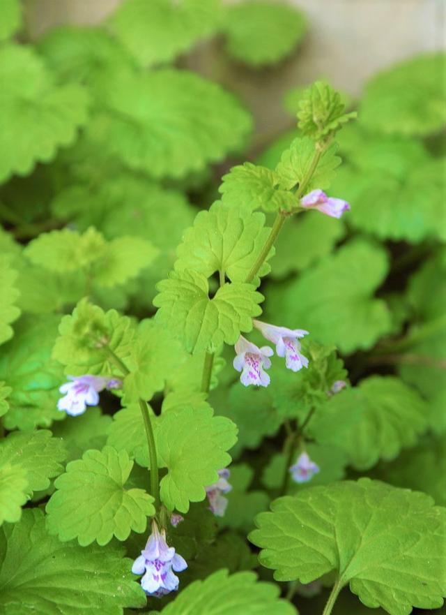 這種草，農(nóng)村小溪邊最常見(jiàn)！能消腫散瘀，治跌打損傷！你見(jiàn)過(guò)嗎？