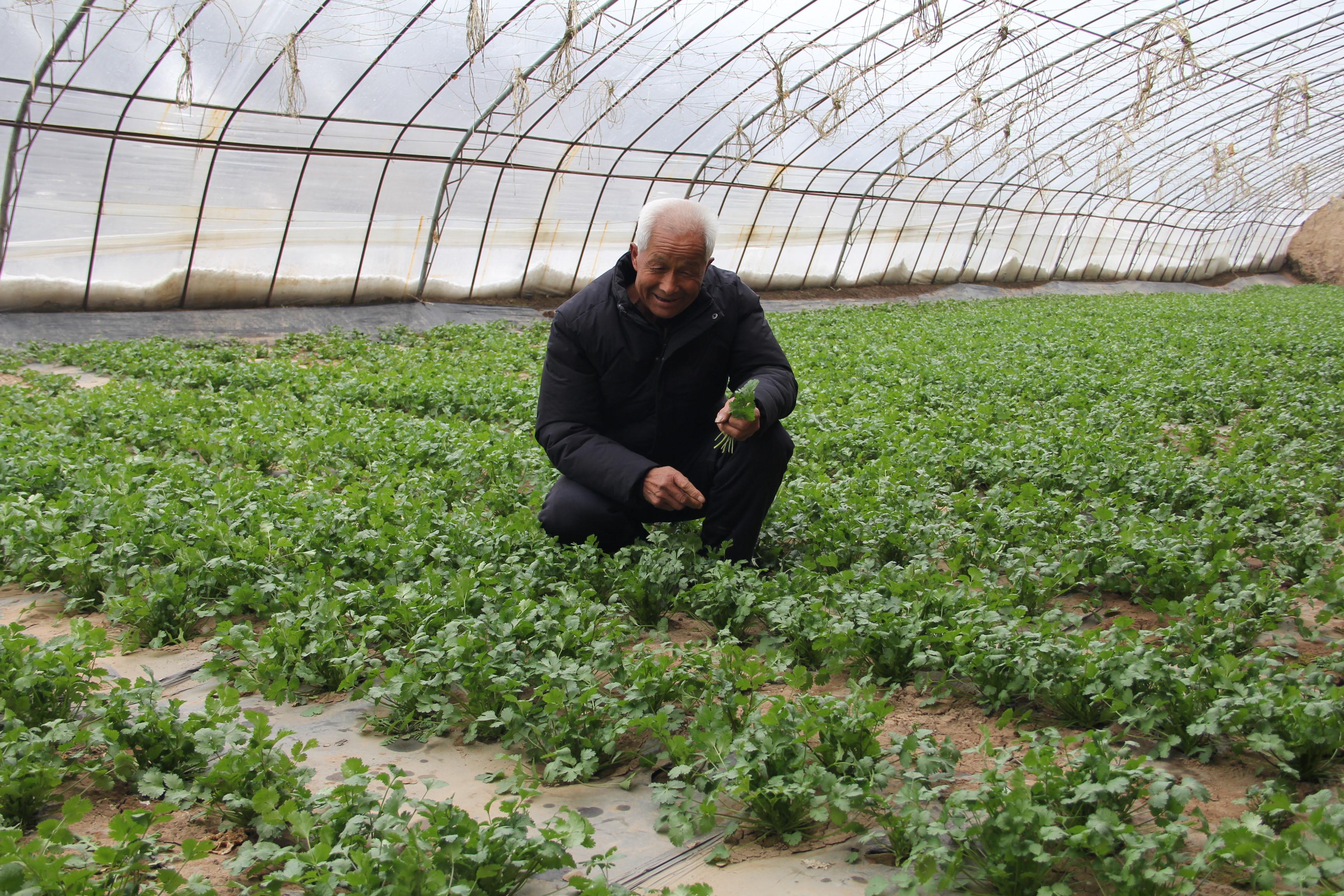 西峰區(qū)肖金鎮(zhèn)賀咀村村民王榮世在自家蔬菜大棚中種植香菜 西峰區(qū)肖金鎮(zhèn)賀咀村村民王榮世在自家蔬菜大棚中種植香菜