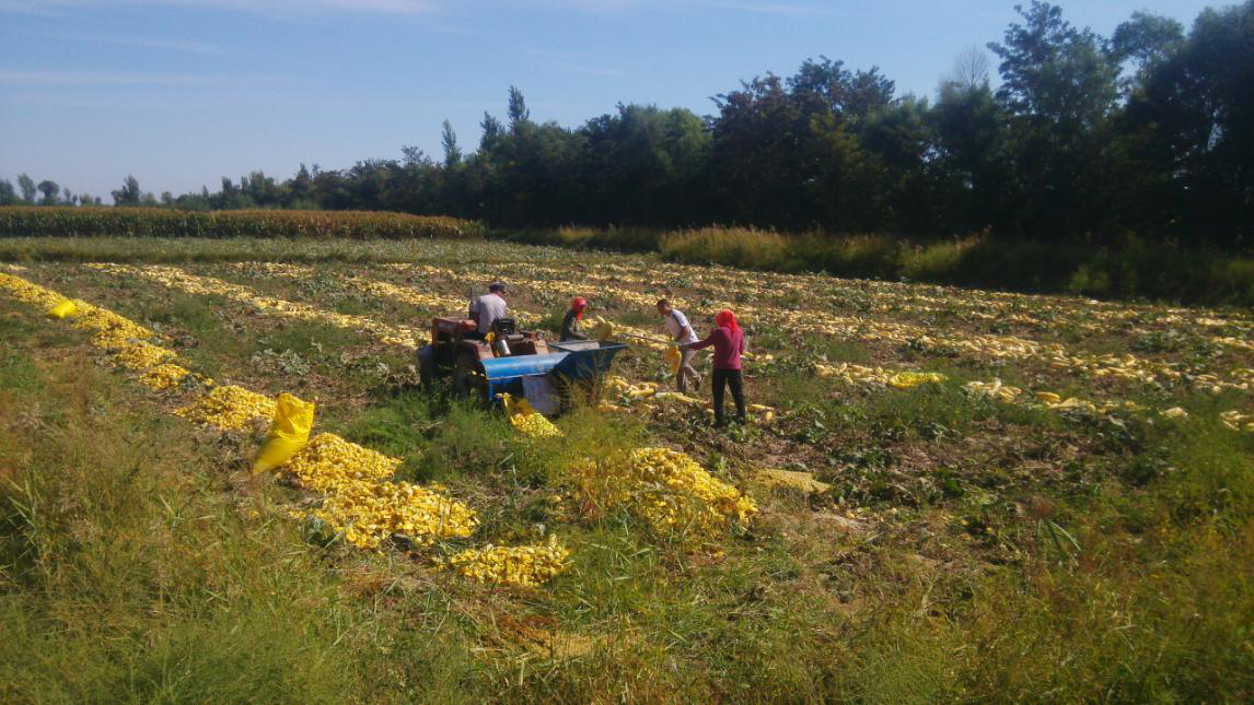 中慶農(nóng)產(chǎn)品有限公司南瓜種植基地 中慶農(nóng)產(chǎn)品有限公司南瓜種植基地