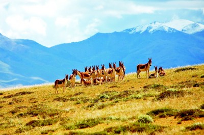 三江源國家公園:共治共建共享 生態(tài)紅利持續(xù)釋放