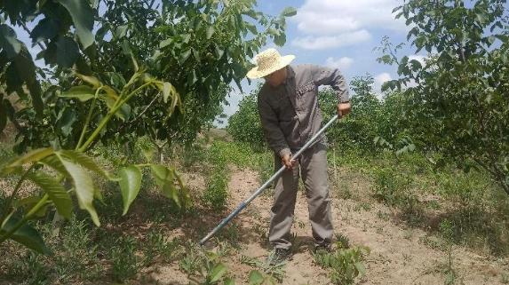 朱紀(jì)軍：扎根黃土地的“拓荒?！?>

                        <div   id=