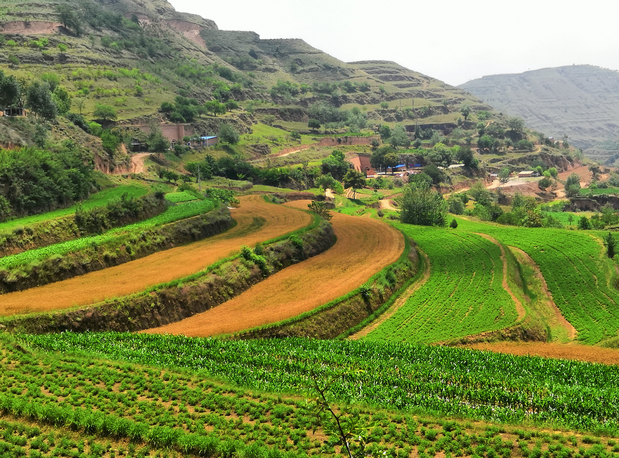 環(huán)縣曲子鎮(zhèn)西溝村飼草種植基地。 隴東報全媒體記者 李文 攝
