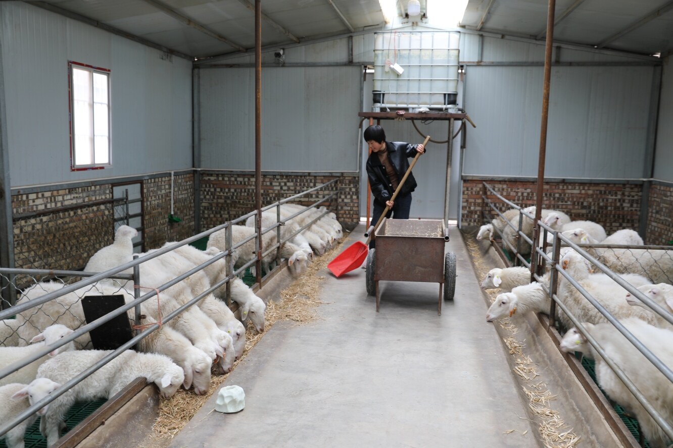 環(huán)縣曲子鎮(zhèn)西溝村養(yǎng)殖戶在給羊添草料。 隴東報全媒體 記者 李文 攝