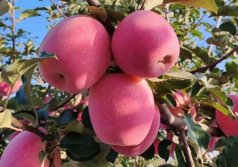 白馬鋪鎮(zhèn)的富士蘋果。
