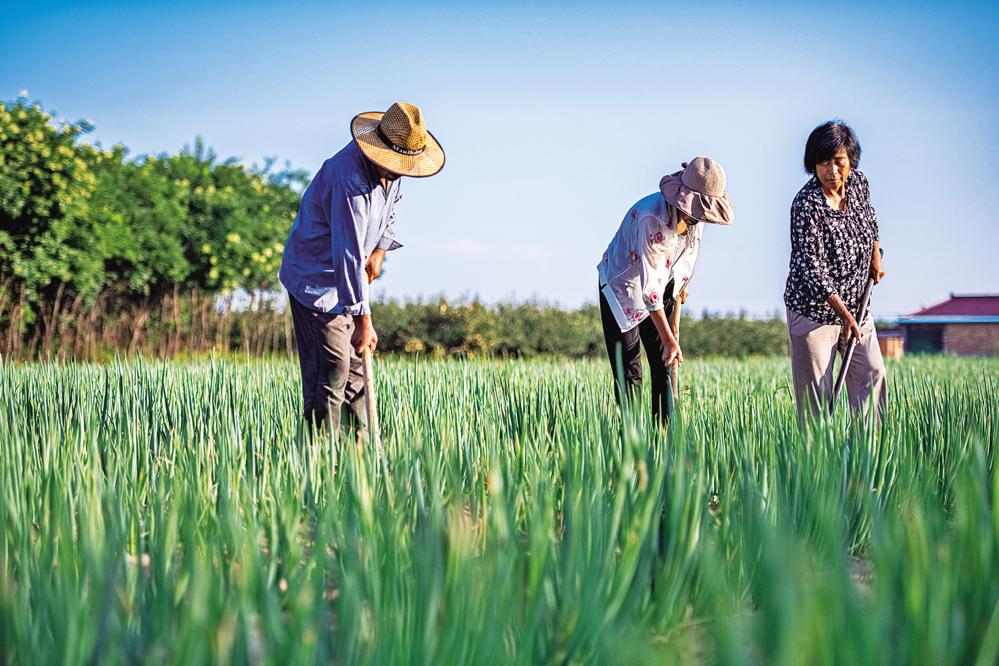 合水縣西華池鎮(zhèn)師家莊村的蔥田里，村民們在培土擁蔥。