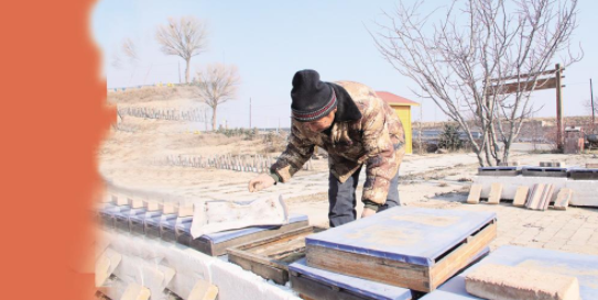 耿塬畔村村民姚自奎查看蜜蜂過冬情況。