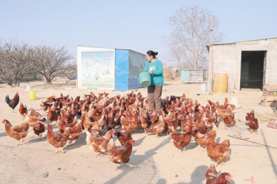 耿塬畔村村民魏曉霞給土雞喂食。