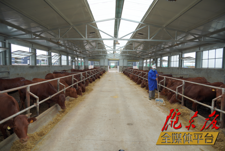 正寧縣正興現(xiàn)代農(nóng)牧千頭早勝牛繁育基地。本報記者 劉萍凝 攝