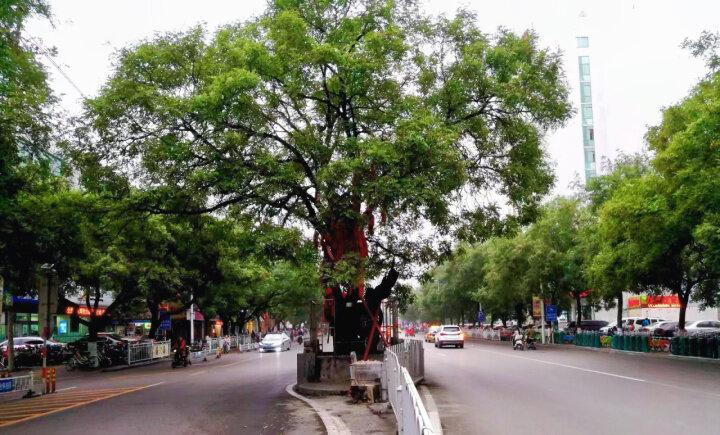 一點(diǎn)慶陽(yáng) | 我在大槐樹(shù)下等你（拓劍華）