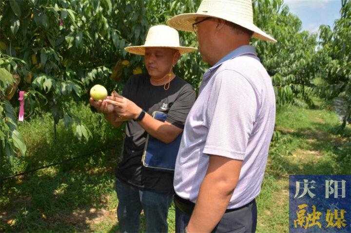 慶陽(yáng)市農(nóng)科院保護(hù)開(kāi)發(fā)寧縣黃甘桃助力特色果業(yè)提質(zhì)增效