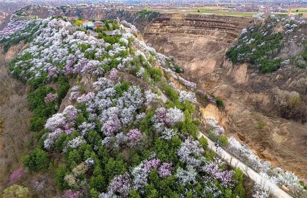 尋著花香，遇見慶陽的春和景明