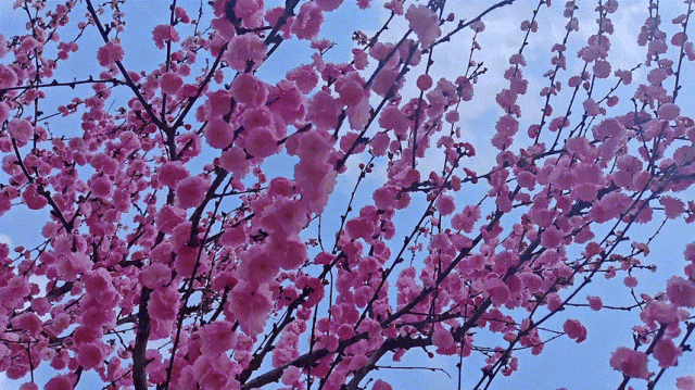 慶陽(yáng)的春日，舉目晴明，一路春暖花開(kāi)