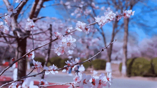 慶陽的春日，舉目晴明，一路春暖花開