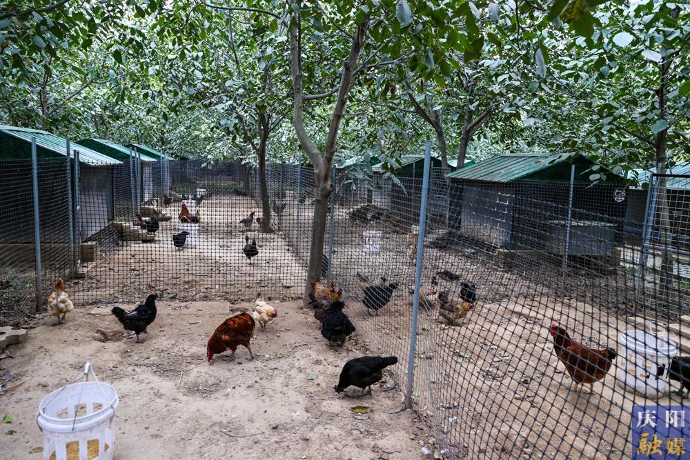 【攝影報(bào)道】西峰區(qū)后官寨鎮(zhèn)帥堡村：林下散養(yǎng)“跑步雞” 開辟生態(tài)致富路