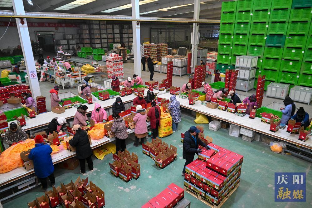 【新春走基層·攝影報道】寧縣：“春節(jié)檔”蘋果銷售掀高潮