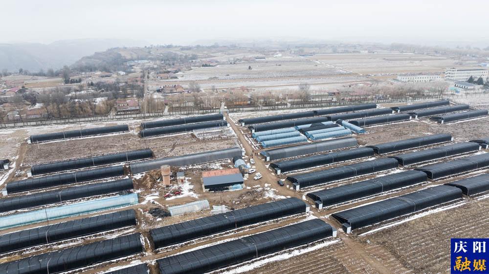 【攝影報道】鎮(zhèn)原縣大棚羊肚菌長勢喜人 月底將進入采摘期