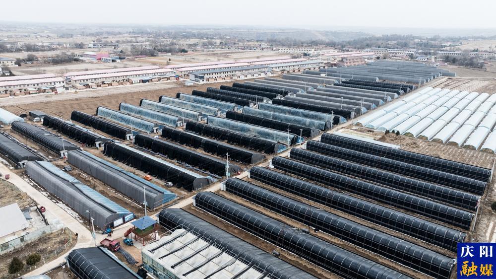 【攝影報(bào)道】鎮(zhèn)原：以菌為引，構(gòu)建“三元雙向”循環(huán)農(nóng)業(yè)新格局