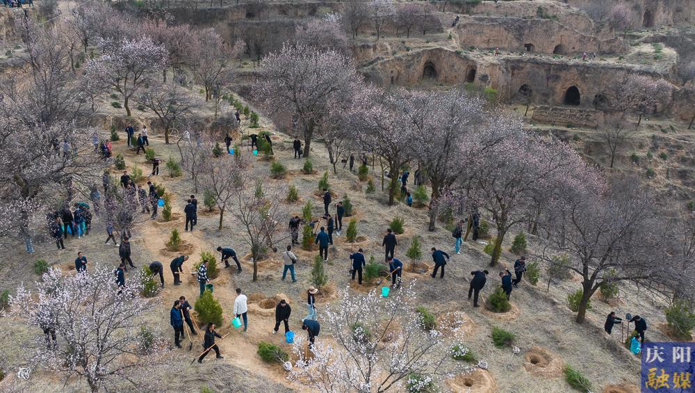 【攝影報道】再植新綠！慶陽市開展2025年義務(wù)植樹活動