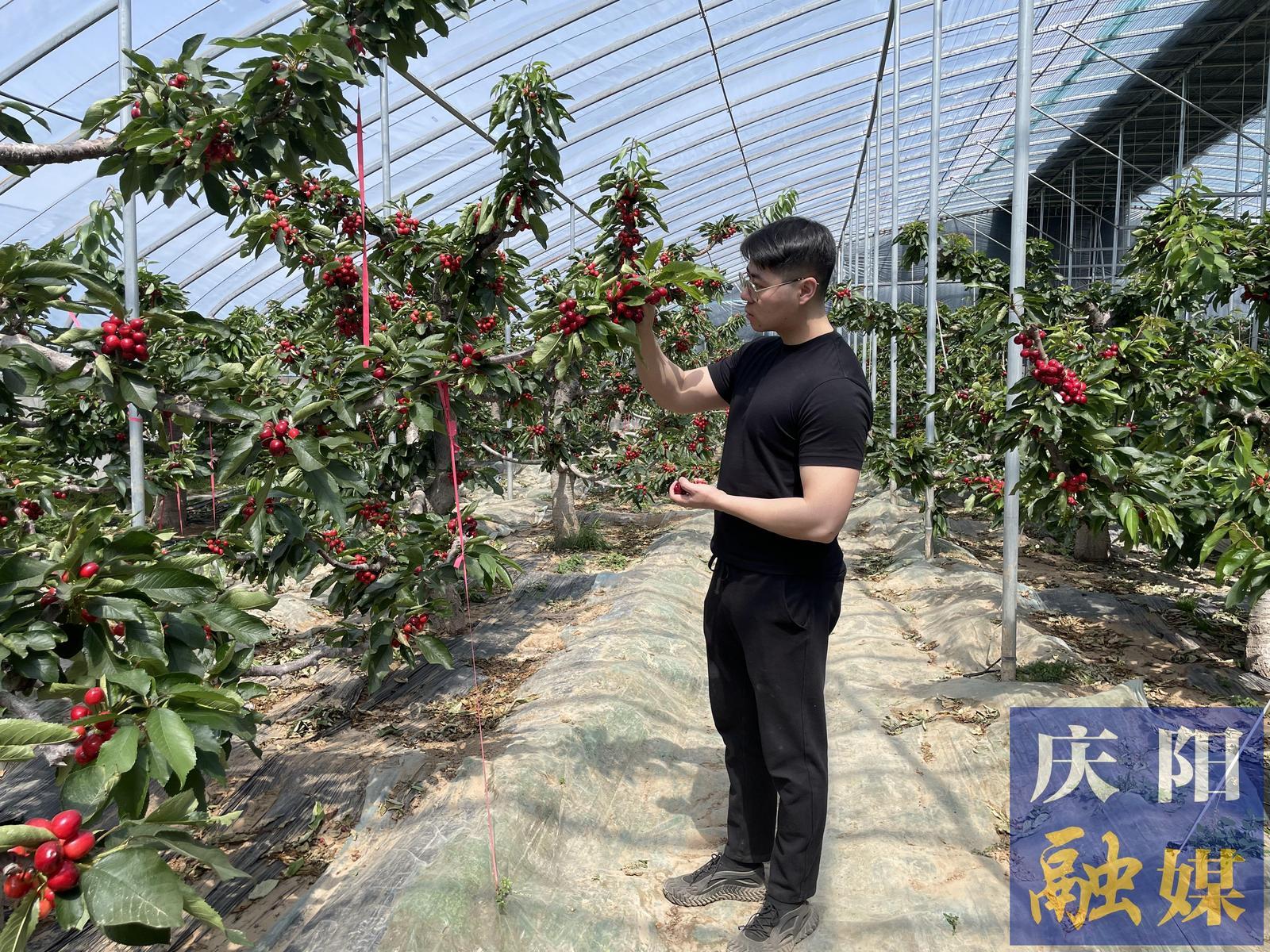 西峰區(qū)后官寨鎮(zhèn)：大棚櫻桃搶“鮮”開園上市