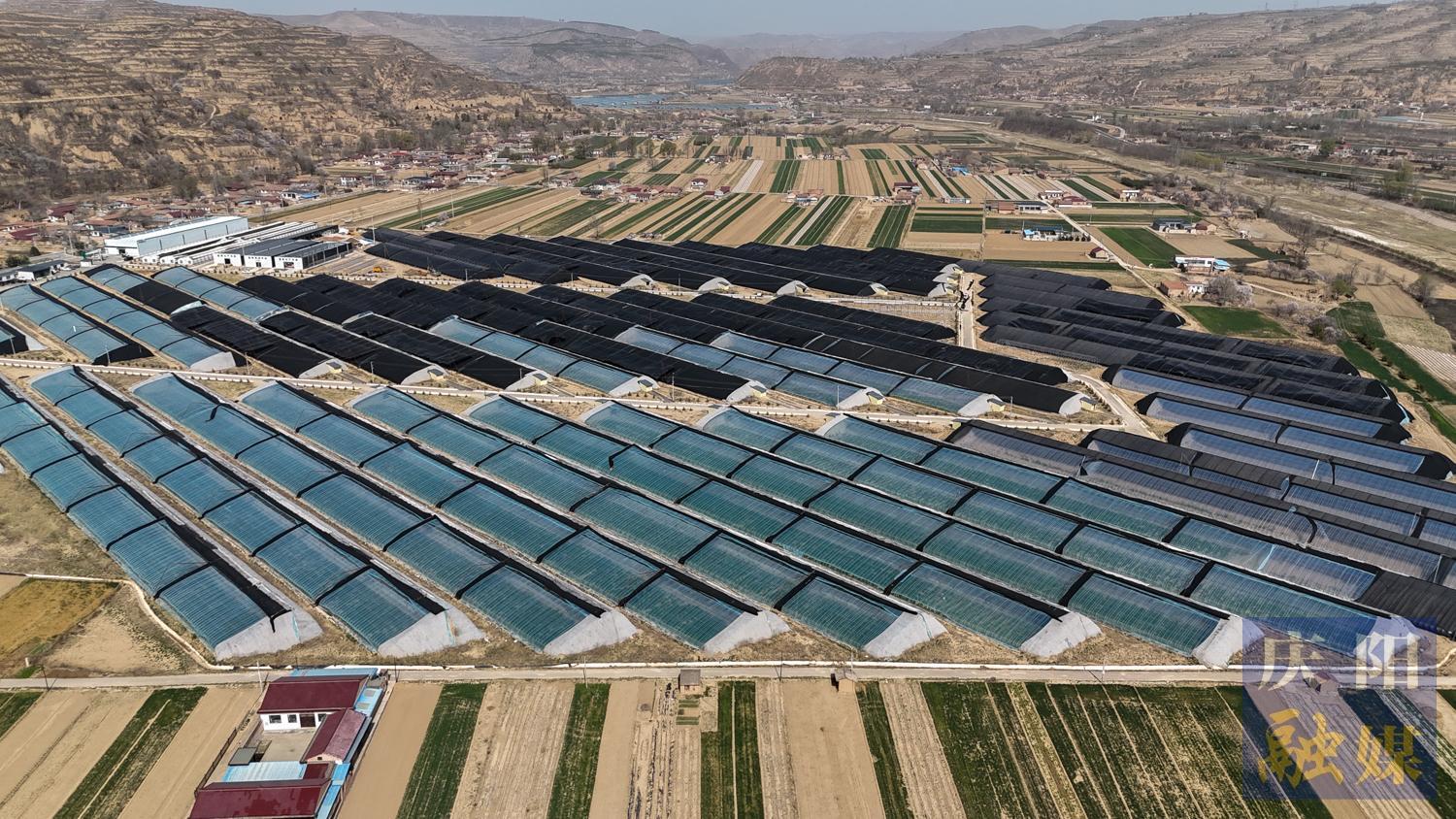 【攝影報道】沅山大棚春意濃