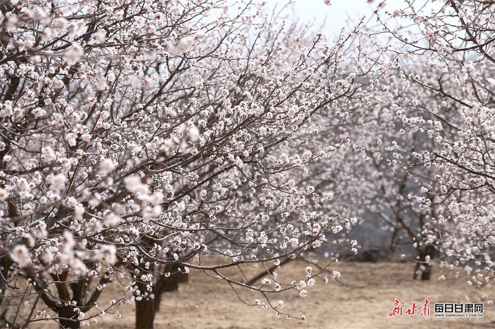 西峰米堡千畝杏花云霞漫