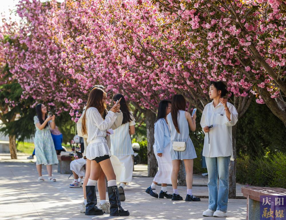 【攝影報道】 春日西峰，櫻花如詩，市民共赴浪漫花事