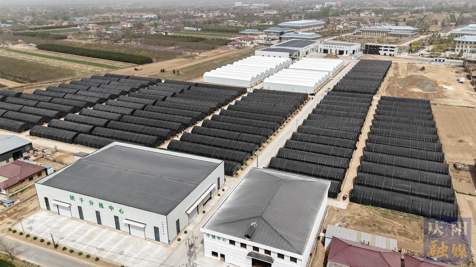 【春涌慶陽 塬上織錦】西峰區(qū)：設(shè)施農(nóng)業(yè)奏響春日“熱辣鮮旺”進行曲