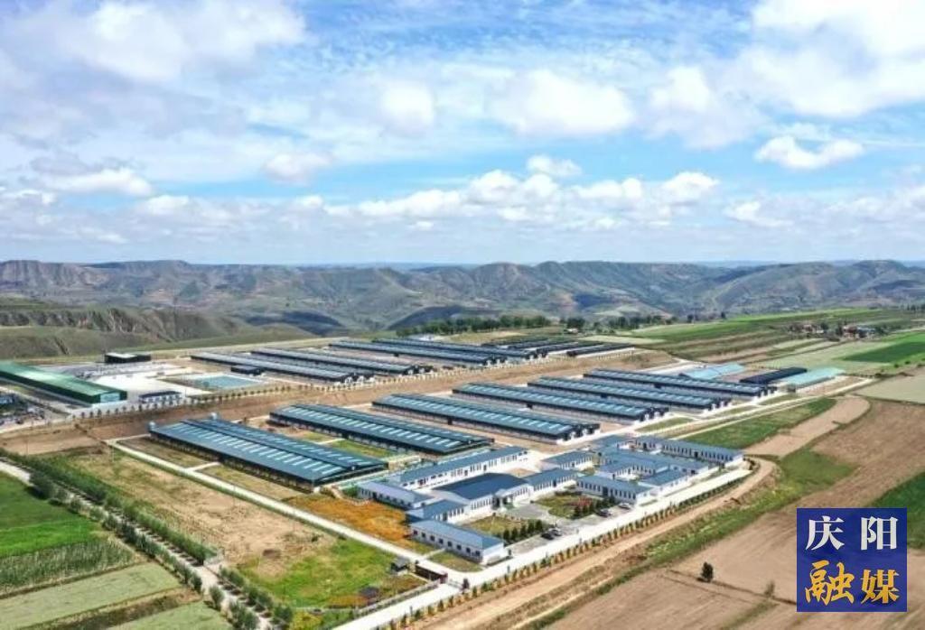 【報效祖國 建功西部】黃土地上的羊業(yè)逐夢人：李國智和他的科技團隊