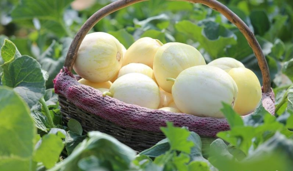 西峰區(qū)：甜瓜開園 近郊采摘游正當時