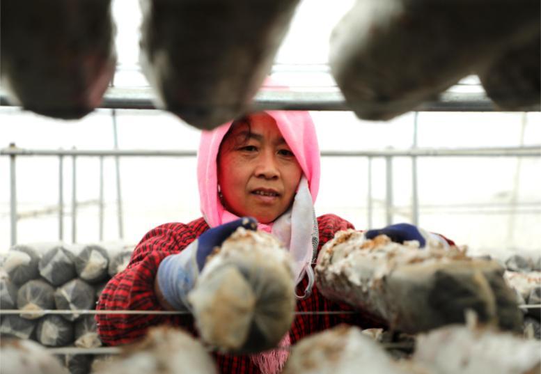 環(huán)縣車道鎮(zhèn)：三元雙向食用菌產(chǎn)業(yè)為鄉(xiāng)村振興煥發(fā)新“蘑”力