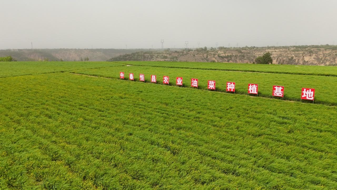 張占忠：7000畝沃野織就興農(nóng)夢(mèng)