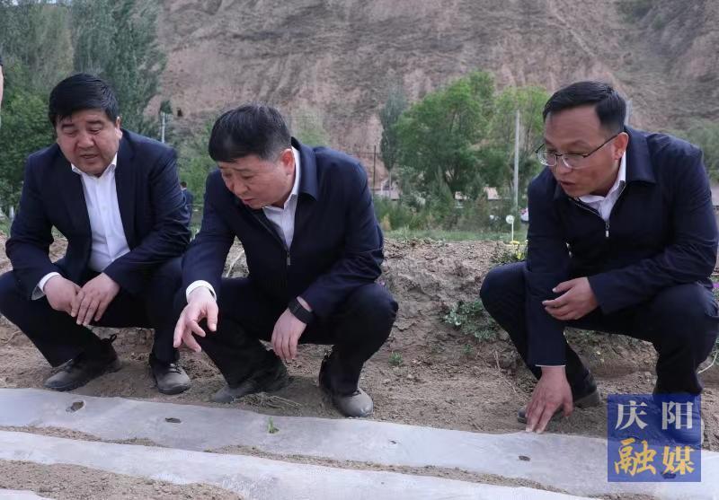 周繼軍在環(huán)縣調(diào)研農(nóng)業(yè)抗旱工作