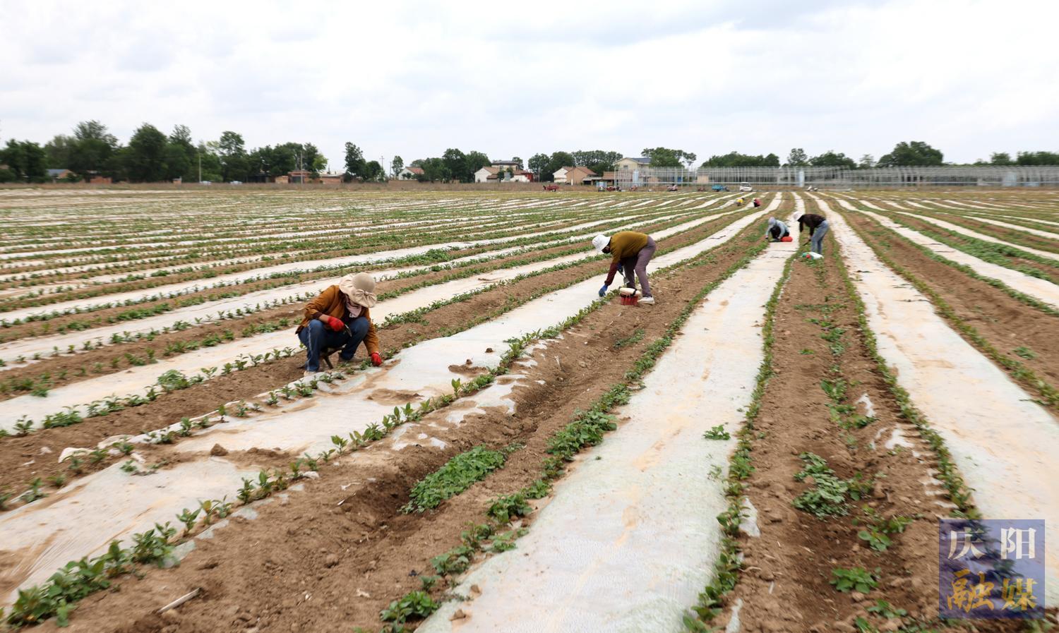 【攝影報道】西峰區(qū)：芒種時節(jié)農(nóng)事忙