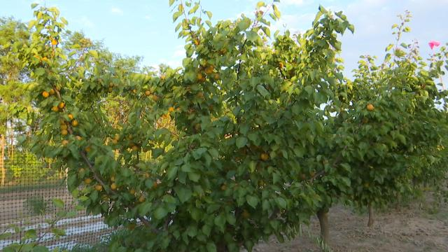 【鄉(xiāng)村行看振興】合水：家庭農(nóng)場產(chǎn)業(yè)旺 群眾增收有保障