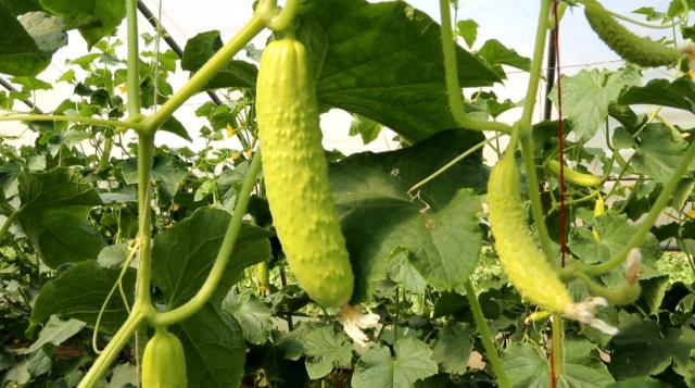 【鄉(xiāng)村行 看振興】合水：科技擦亮“金招牌” 白黃瓜變身“致富瓜”