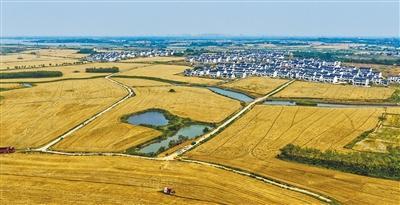 用上無人駕駛收割機，麥收效率提升七成多