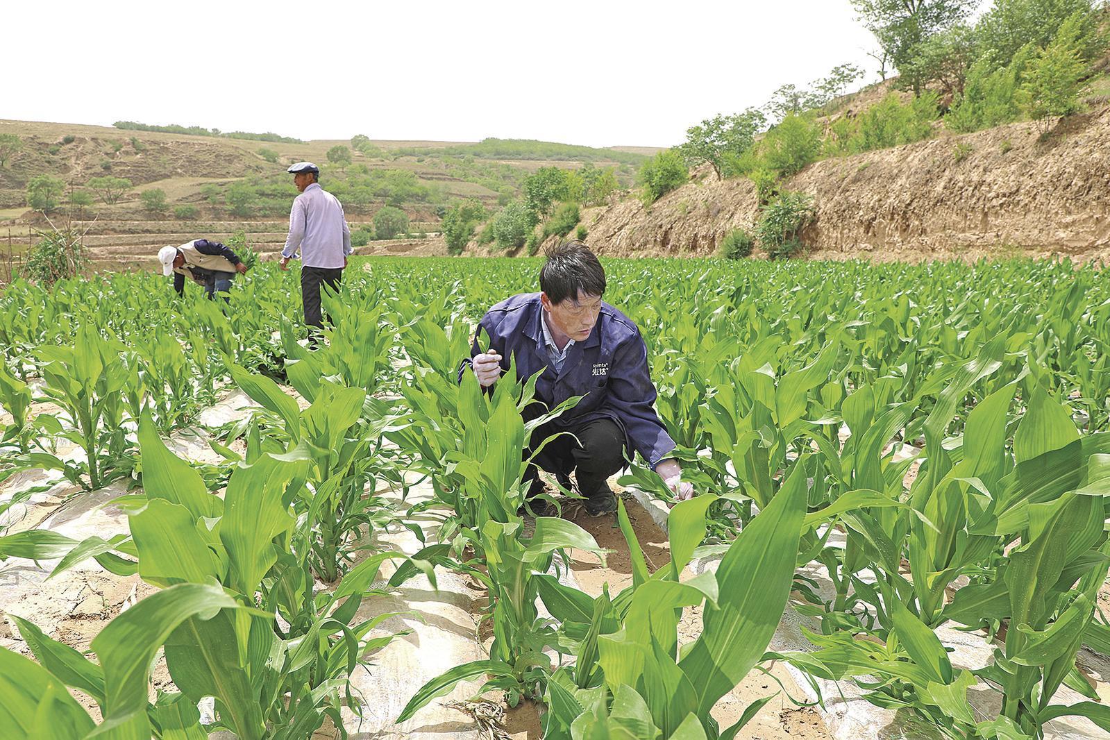 村民搶抓墑情，全力投入玉米管護(hù)、缺苗補(bǔ)種等農(nóng)事當(dāng)中