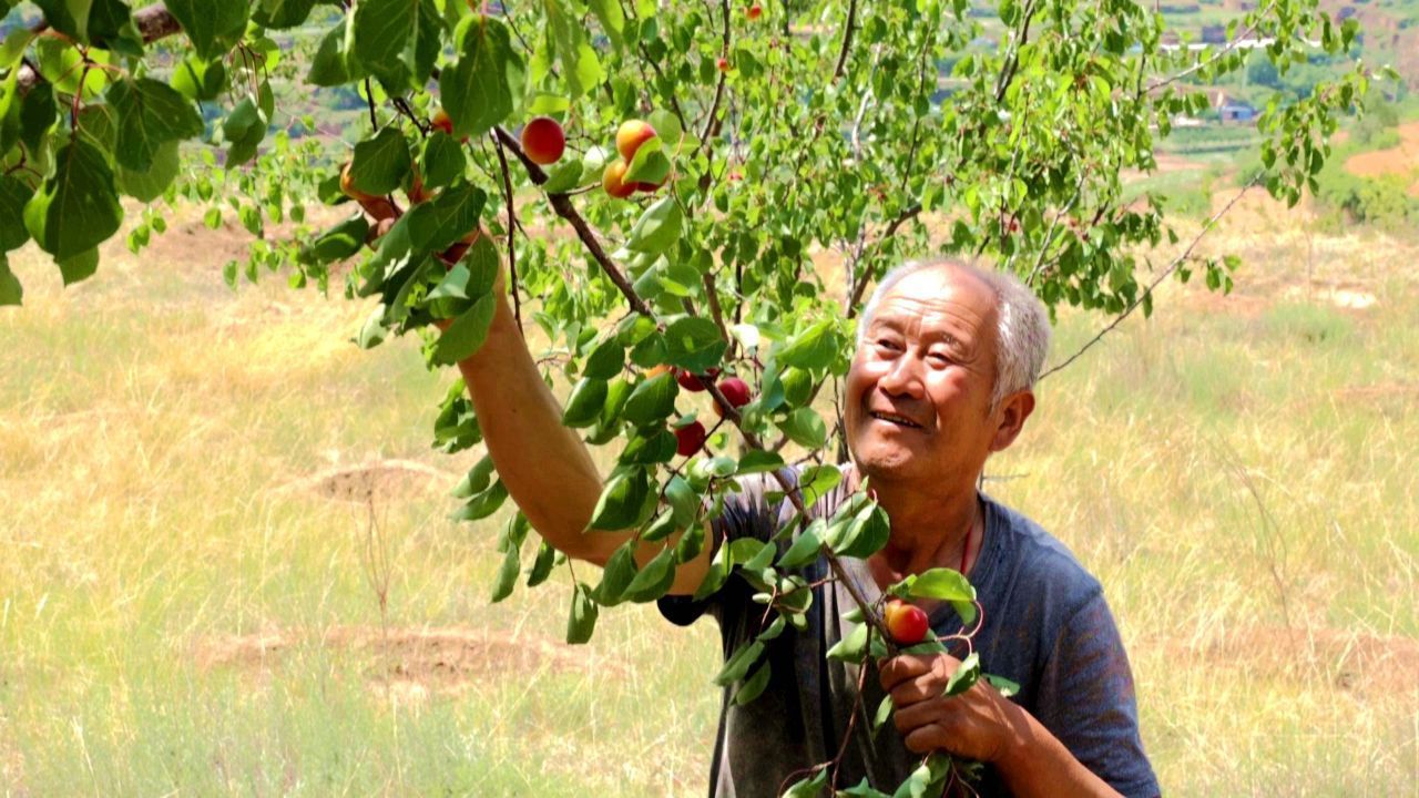 華池縣王咀子鄉(xiāng)：紅梅杏綴滿枝頭 甜蜜產(chǎn)業(yè)迎豐收