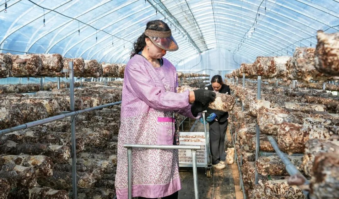 『媒體看西峰』甘肅慶陽西峰區(qū)：黨建強(qiáng)鏈 富民增收