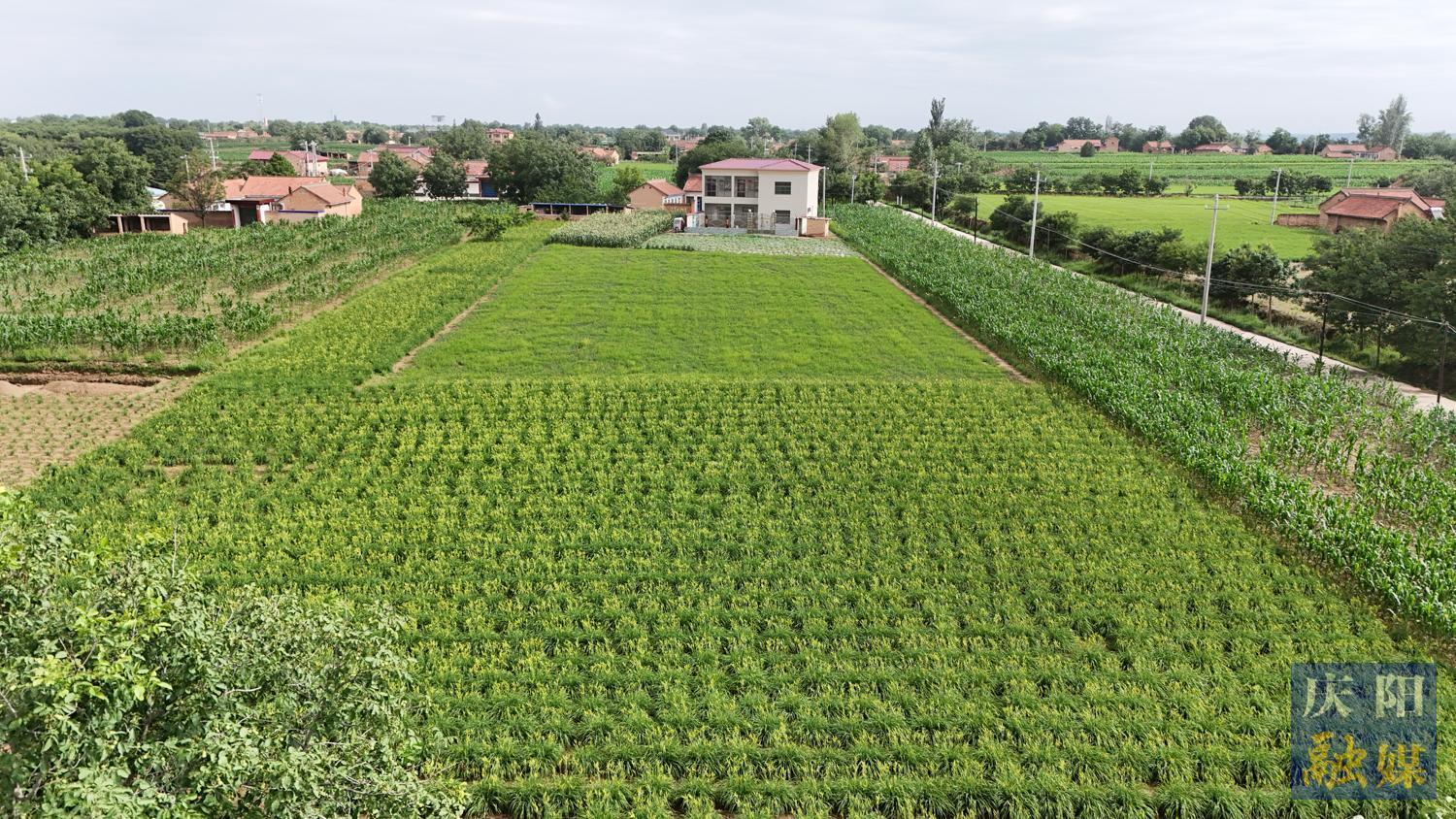 【圖說慶陽】寧縣南義鄉(xiāng)：黃花菜采收忙