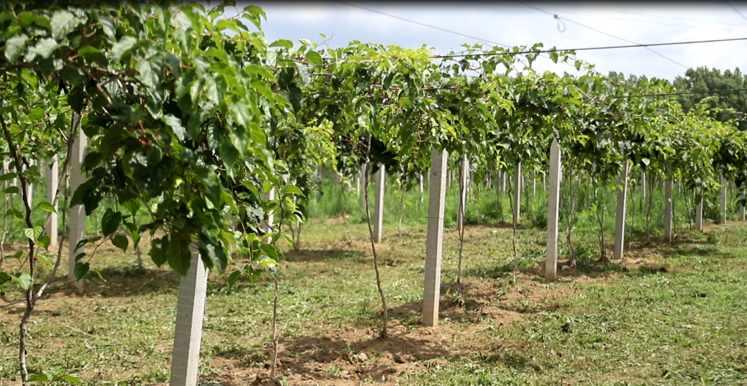 【深化農(nóng)文旅融合】紅色沃土綻新顏 農(nóng)文旅融合結(jié)碩果——五頃塬鄉(xiāng)南邑村走出鄉(xiāng)村振興特色路