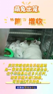 華池縣山莊鄉(xiāng)肉兔養(yǎng)殖產(chǎn)業(yè)為當(dāng)?shù)剞r(nóng)民增收致富開辟新途徑