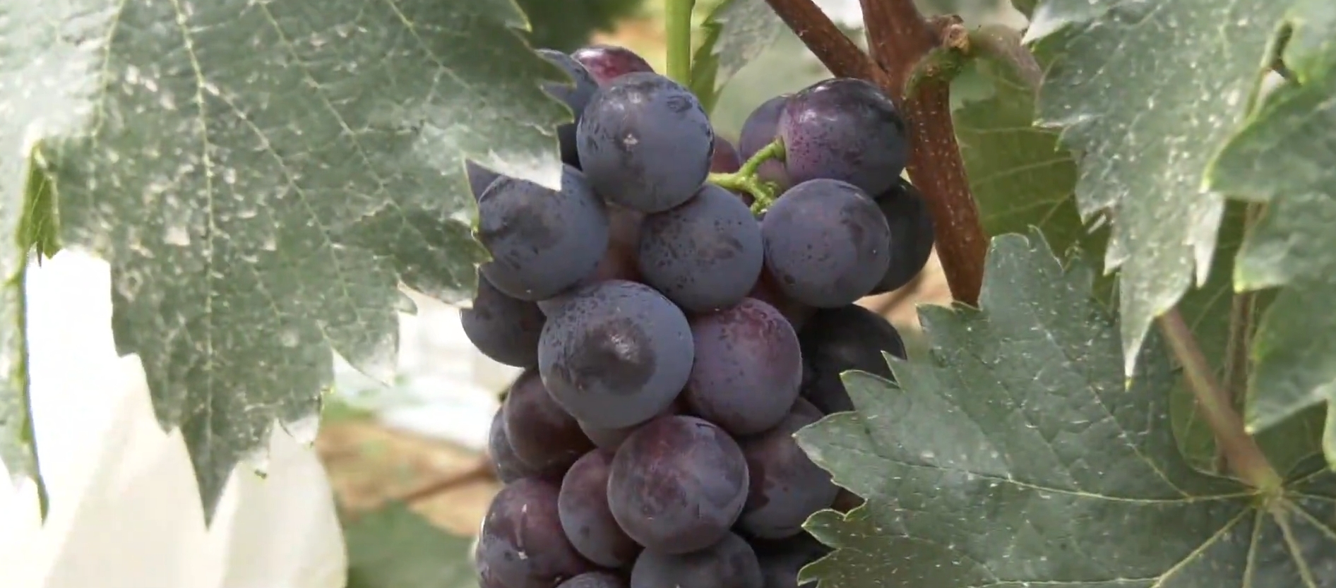 《慶陽(yáng)新聞》2025年7月20日