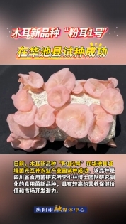 木耳新品種“粉耳1號(hào)”在華池縣試種成功