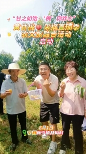 8月1日，“甘之如飴‘桃’你歡心”黃甘桃采摘直播季農(nóng)文旅融合活動在寧縣新寧鎮(zhèn)井坳村慶陽欣慧種養(yǎng)殖農(nóng)民專業(yè)合作社黃甘桃保種基地啟動！