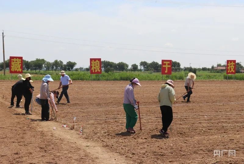 甘肅慶陽西峰區(qū)：田壟“接力賽” 增收有“新道”