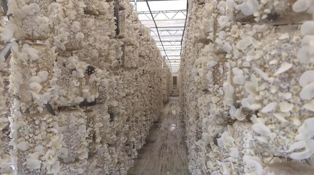 【全面推進(jìn)鄉(xiāng)村振興 加快農(nóng)業(yè)農(nóng)村現(xiàn)代化】合水：小菌菇開(kāi)出“致富傘” 撐起“致富半邊天”