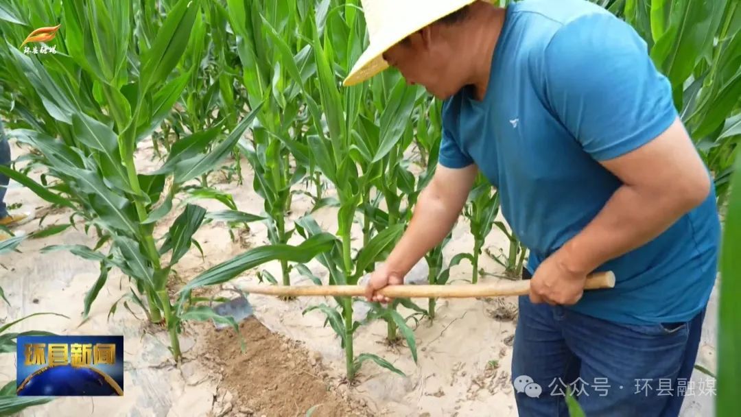 環(huán)縣蘆家灣鄉(xiāng)：積極發(fā)展種植業(yè) 繪就鄉(xiāng)村豐收?qǐng)D